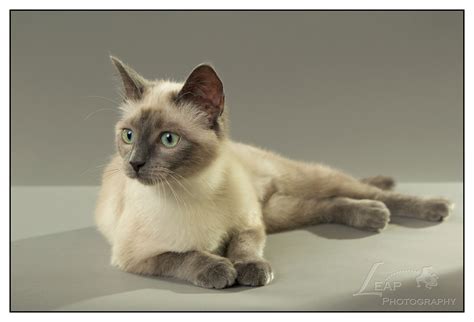 The siamese cat is full of personality, and you love her for it! Siamese Cat With Green Eyes - Best Cat Wallpaper