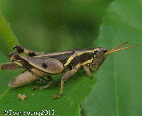 Grasshopper Acrididae Sp