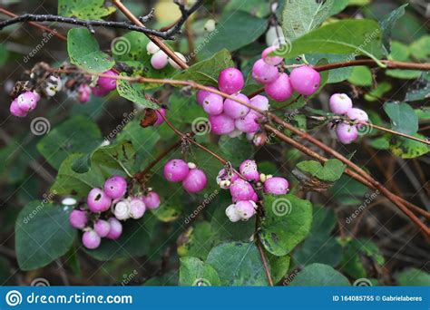 Symphoricarpos Albus Plant With Pink Berries Stock Image Image Of
