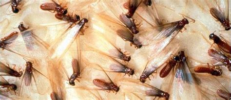 Summary:specialists in pest control and termites. Honolulu Termite Control Company | Kilauea Pest Control