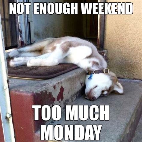 Happy Monday Dog Quotes