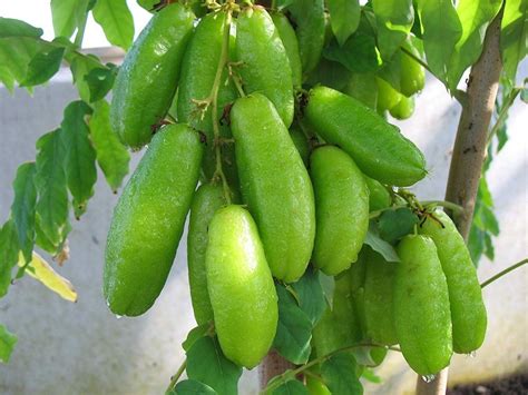 Jika kamu ingin mendapatkan buah maka tanaman buah bisa menjadi pilihan, apalagi kalau lahan yang. 7 Tanaman yang Paling Cepat Berbuah untuk Kebunmu