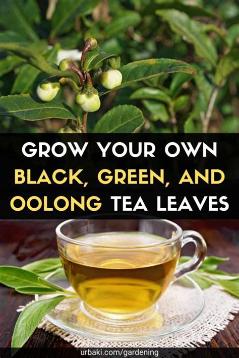 Grow Your Own Black Green And Oolong Tea Leaves