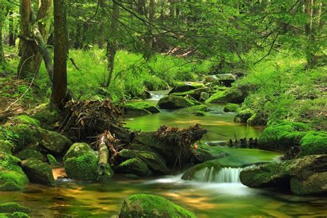 Promotions, réductions et bonnes affaires n'attendent que vous pour toute commande d'un produit ecran de verdure moins cher, pourquoi vous en priver ? Image libre: bois, nature, eau, paysage, feuille, arbre ...