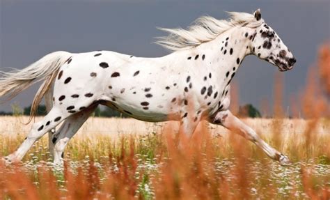 10 Of The Rarest Horse Breeds In The World Henspark Stories