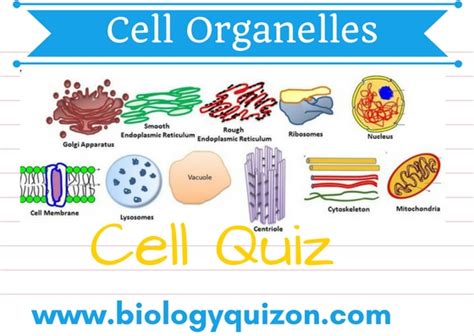 We did not find results for: Quiz on Cell Organelles