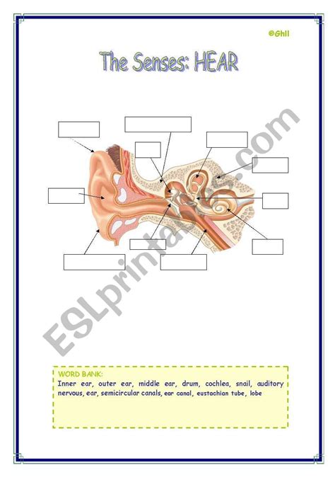 The Hear Sense ESL Worksheet By Refuerzo