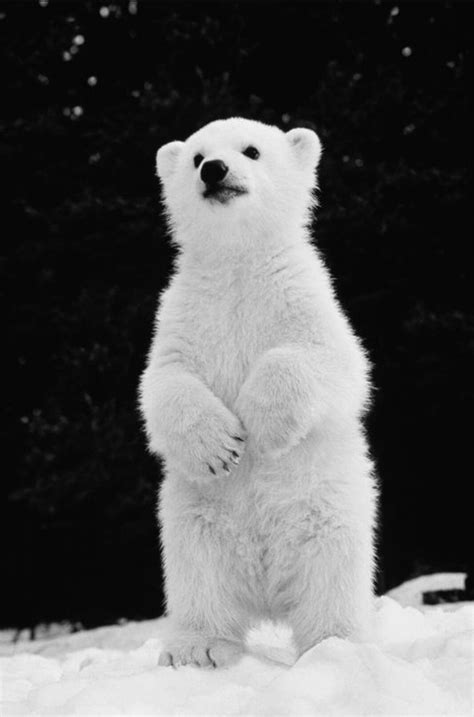 Oso Hermoso 😍 Cute Animals Baby Polar Bears Animals Wild