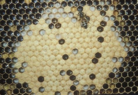 How to spot and report bee pests and diseases. Honey Bee Queens: Evaluating the Most Important Colony ...
