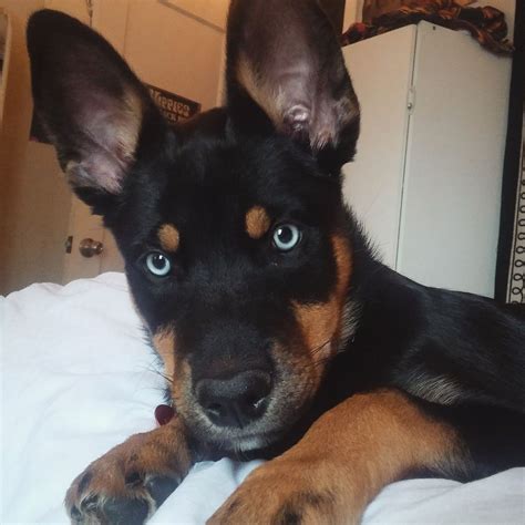 Any puppy from any breed needs frequent socialization with other dogs, humans, animals, objects, noises, and smells. Meet my rottsky Luna! | Rottweiler husky mix, Rottweiler mix, Rottweiler mix puppies