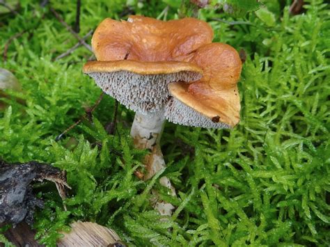 Hydnum rufescens - identifier-les-champignons.com