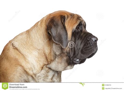 English Mastiff Dog Side View Stock Image Image Of Large Portrait
