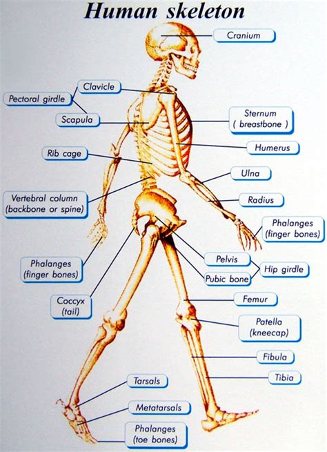 This diagram depicts human organ systems with parts and labels. Basics Of Human Skeletal System