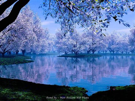 Sakura Cherry Blossom Trees 湖 素晴らしい 春