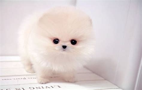 Worlds Smallest Dogs Pictures Top Ten Cutest Small Dog