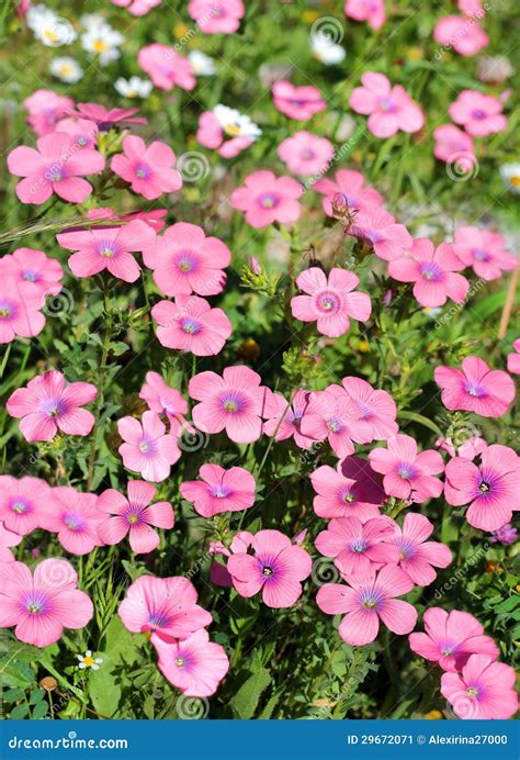 Bright Pink Flowers Of The Field Stock Image Image 29672071