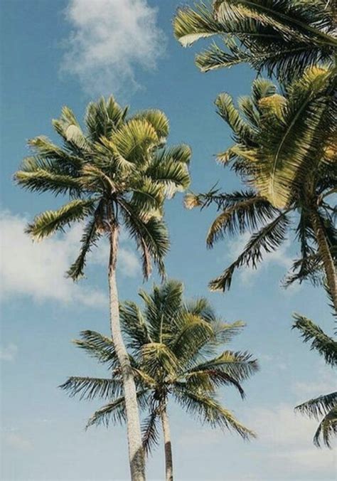 See more ideas about palm trees, sky aesthetic, pictures. palm tree aesthetic | california and hawaii photography ...