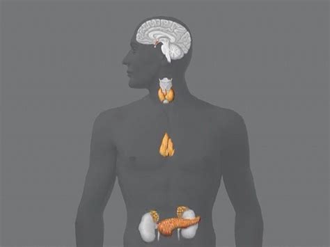 Top 179 Endocrine System Animation