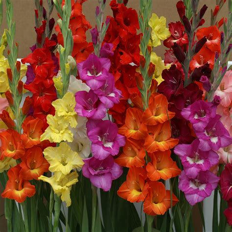 Gladiolus Hot Mix 24 Flower Bulbs Euroblooms