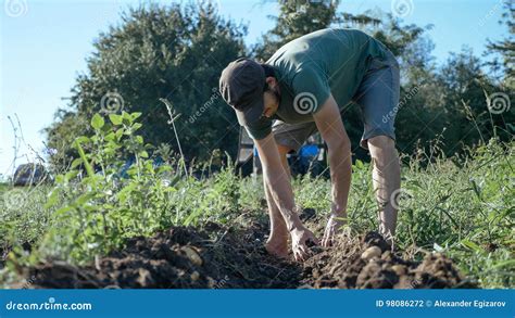 Young Farmer Harvesting Potatoes In Bucket On The Field At Organic Farm