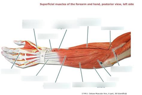 Ch 10 Superficial Muscles Of The Forearm And Hand Posterior View