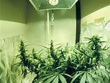 Photos of Diy Grow Marijuana