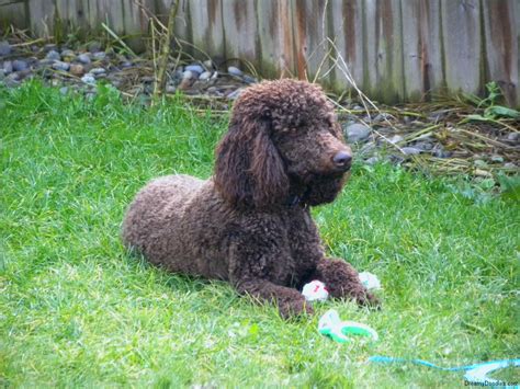 The standard poodle also tends to be quite energetic until they are about two years old and may be prone to knock over small children in their excitement. Daisy - Standard Poodle- Aussiedoodle and Labradoodle ...