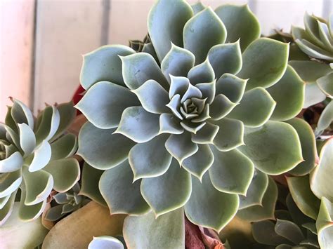 All cacti are succulents but this isn't about cacti. 9 Trendy Houseplants That Don't Need Direct Sunlight ...