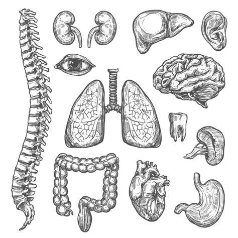 órgãos Humanos Vetor Esboço ícones De Anatomia Do Corpo 13212196 Vetor