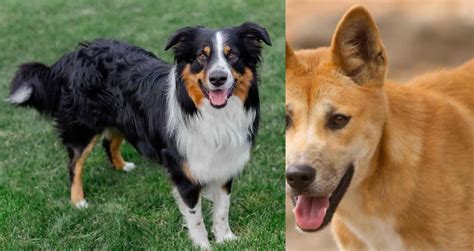 English Shepherd Vs Dingo Breed Comparison Mydogbreeds