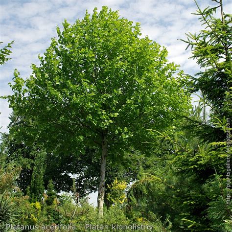 Отключен с 25 апреля 2019 г. Plant Gallery - Encyklopedia Roślin: Platanus acerifolia ...