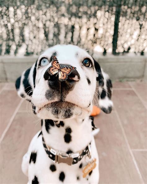 🐾 What Do You Think Of This Dalmatian With A Butterfly 🦋 Nose 🐶😍