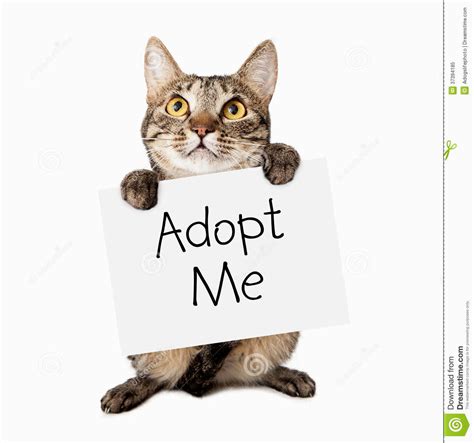 Your new companion may be just a click away! Where To Adopt A Cat Near Me - Cat and Dog Lovers