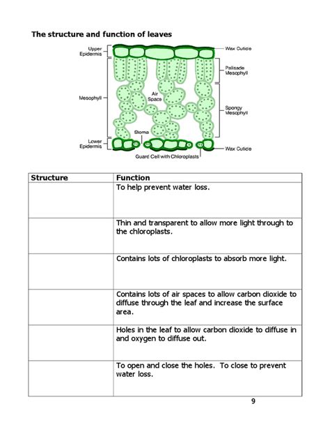 Lesson 5 Structure And Functions Of Leaves Student Worksheet Pdf