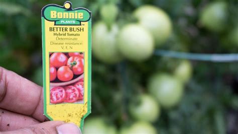 Better Bush And Containers Choice Two Determinate Tomato Varieties To