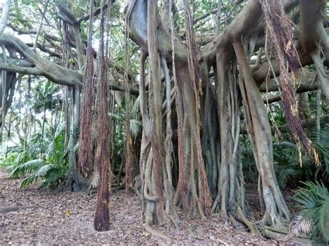 Knowing how far tree roots extend can be important for locating large shade trees so their roots don't encroach into nearby garden beds and affect the what is root spread. Ian Fraser, talking naturally: Featuring the Fabulous Figs
