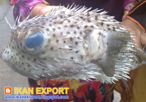 Kamu pasti tahu ikan buntal kan? Ikan Eksport: Ikan Buntal | Blow Fish
