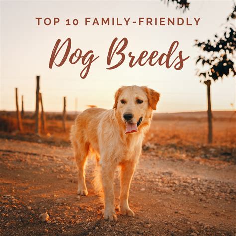 Top 10 Best And Cutest Dog Breeds For Families Pethelpful Images And