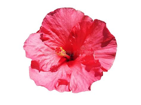 Isolated Pink Hibiscus Flower Stock Image Image Of Pink Pollen