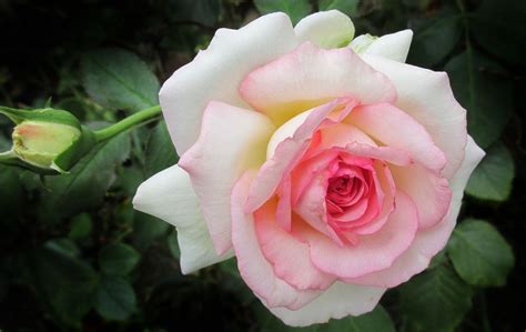 Free Image On Pixabay Flower Pink Rose Plant Bloom Flowers