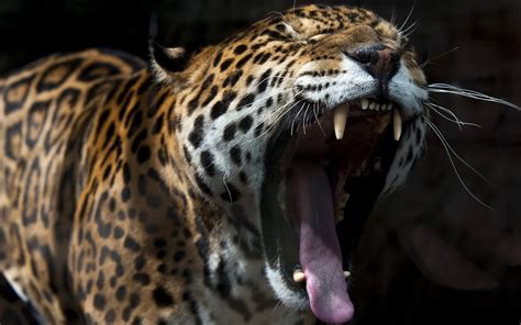Cats Jaguars Roar Animals Jaguar Cat Wallpapers Hd