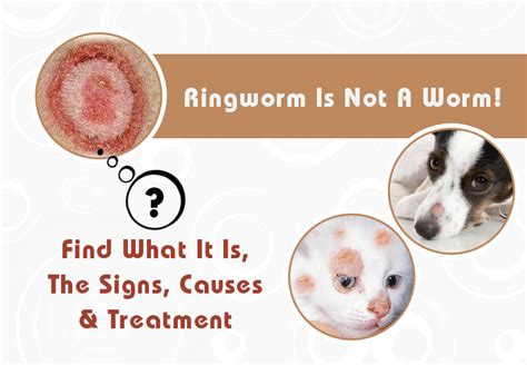 Ringworm Is Not A Worm Find What It Is