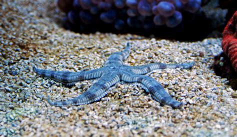 13 Types Of Saltwater Starfish For Aquariums Build Your Aquarium