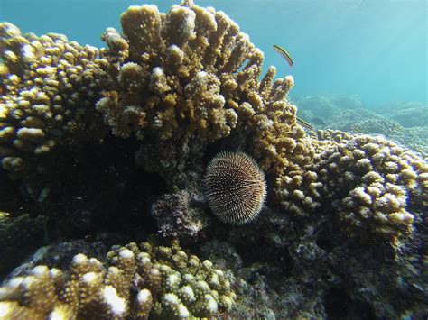 Ocean Acidification Study Offers Warnings For Marine Life Habitats