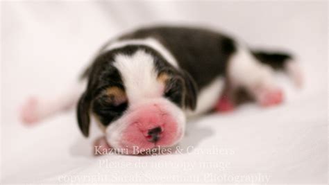 Newborn Beagle Puppies Kazuri