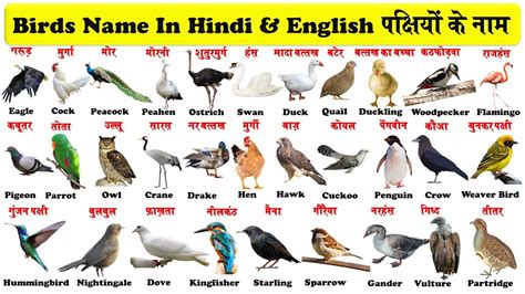 Birds Names In English And Hindi With Pdf पक्षियों के नाम Birds Name