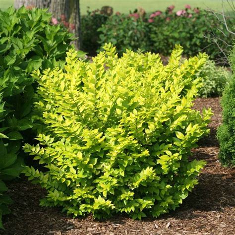 Whether ornamental grasses, perennials, annuals or shrubs, these companion plants should have the same cultural requirements as your favorite succulents. Forsythia Shrub | Shrubs for landscaping, Landscaping ...