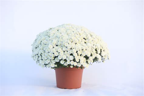 This flower is amazingly lifelikejubeepsbought four of these smycka flowers as ikea are not stocking real plants i would say i was shocked by the cost, however for fake plants, i do think the price is good compared to other stores. Fall Mums