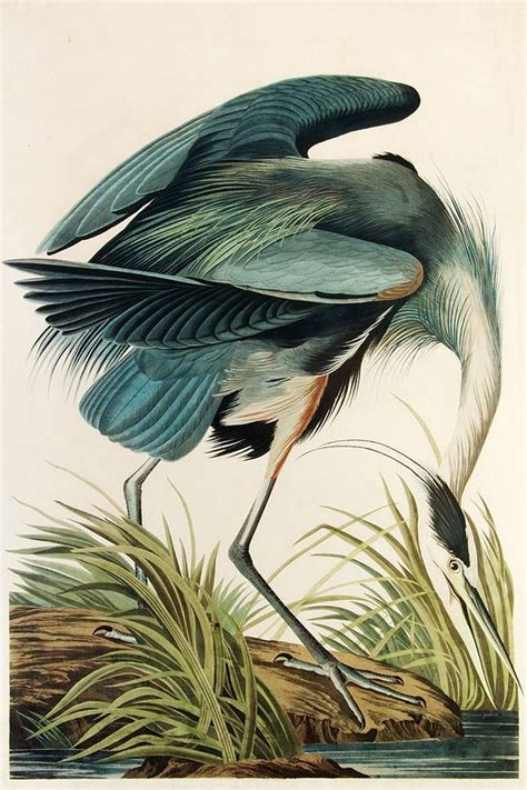 John J Audubon Birds Of America Great Blue Heron Print On Metal