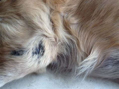 Photo Gallery Of The Golden Retriever Skin Problems Scabs